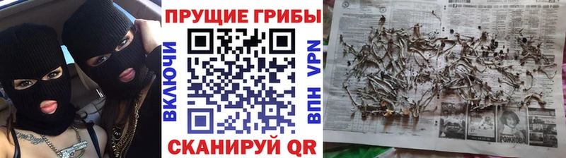 Галлюциногенные грибы Psilocybine cubensis  Купить  Волгоград 